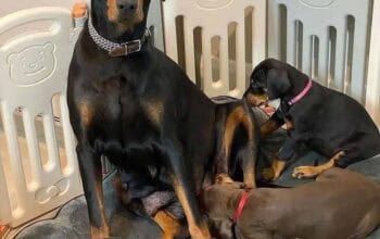 Truly beautiful Doberman puppies