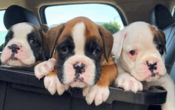 Red and white boxers