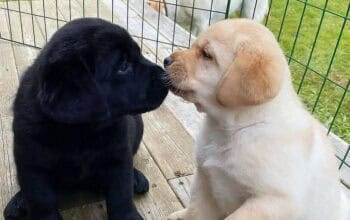 Labrador puppies, both male and female. You can se