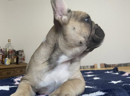 Francuski buldog žensko štene