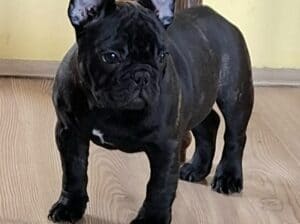 Francuski Buldog prelepi štenci