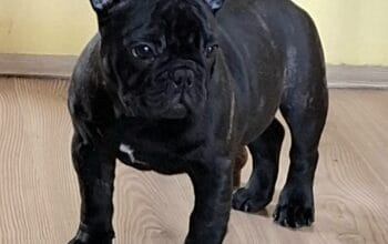 Francuski Buldog prelepi štenci