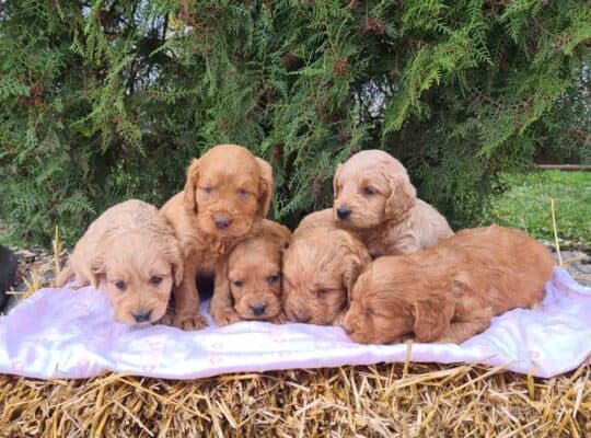 Labradoodle prelepi štenci