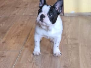 Francuski Buldog prelepi štenci