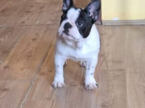 Francuski Buldog prelepi štenci