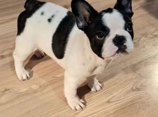 Francuski Buldog prelepi štenci