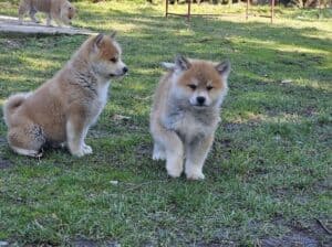 Japanska Akita