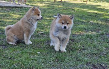 Japanska Akita