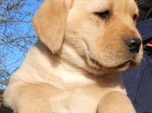 Labrador – žuto i crno leglo