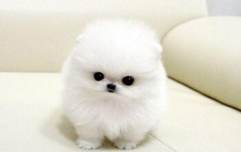 Prodaju se prekrasni štenci pomeranca