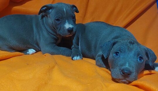 American bully XL