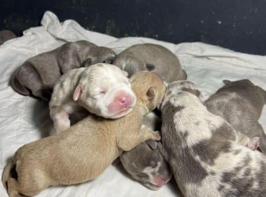 American bully pocket