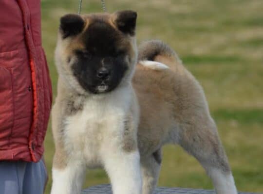 Američka akita