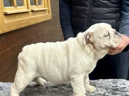 Engleski buldog