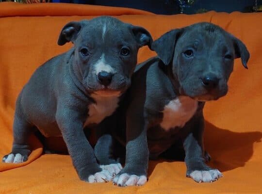 American bully XL