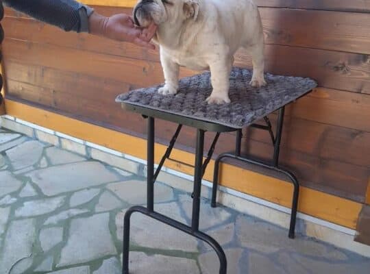 Engleski buldog