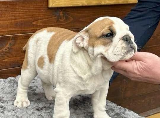 Engleski buldog