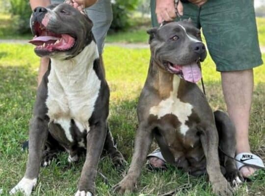 American bully XL