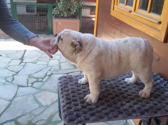Engleski buldog