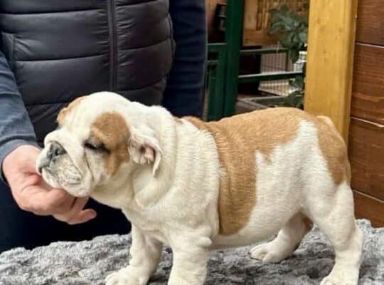 Engleski buldog