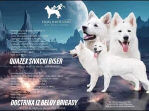 Beli švajcarski ovčar štenci