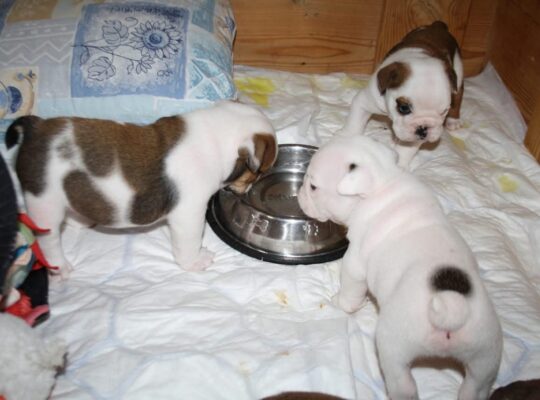English bulldog puppy for rehoming and adoption
