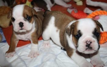 English bulldog puppy for rehoming and adoption