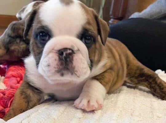 English bulldog puppy for rehoming and adoption