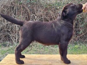 Labrador retriver čokoladni štenci na prodaju