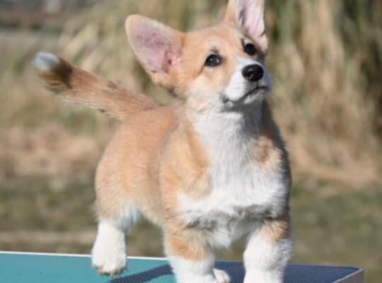 Velski korgi/Welsh Corgi Pembroke Povoljno