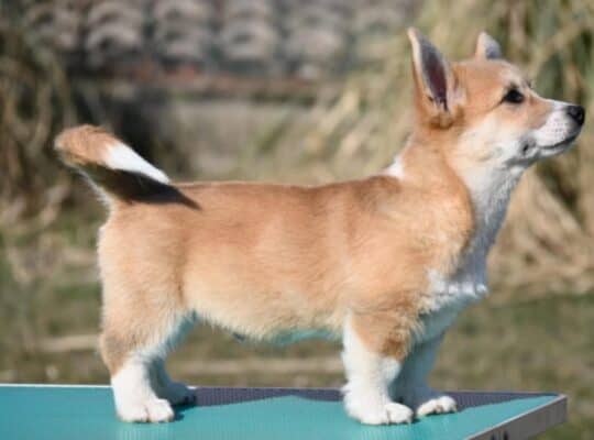 Velski korgi/Welsh Corgi Pembroke Povoljno