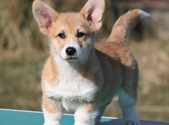 Velski korgi/Welsh Corgi Pembroke Povoljno