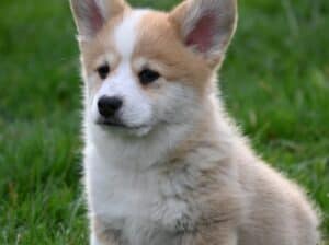 Velski korgi/Welsh Corgi Pembroke