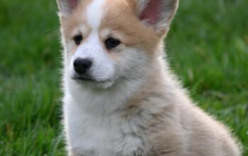Velski korgi/Welsh Corgi Pembroke