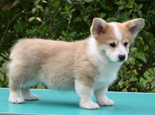 Velski korgi/Welsh Corgi Pembroke