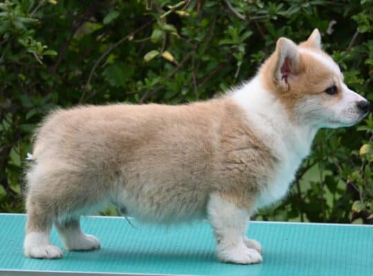 Velski korgi/Welsh Corgi Pembroke