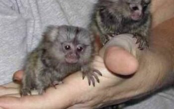 Prodajem bebe marmozet majmuna s dva prsta