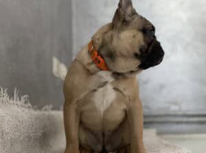 Francuski buldog stenci