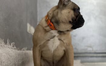 Francuski buldog stenci