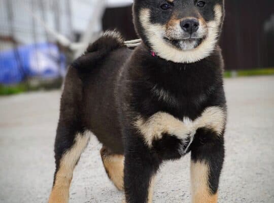 Shiba inu štenci