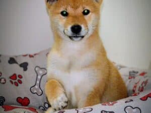 Shiba inu štenci