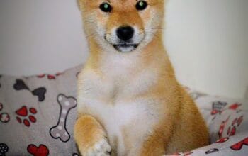Shiba inu štenci