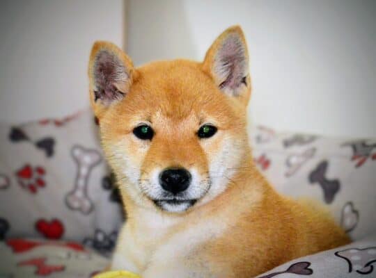Shiba inu štenci