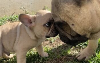 Francuski buldog štenci