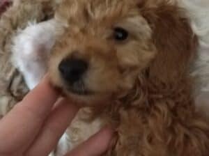 Toy – Miniature Poodles