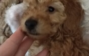 Toy – Miniature Poodles