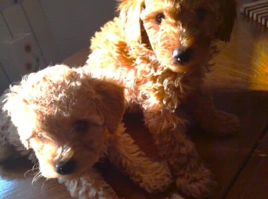 Toy – Miniature Poodles