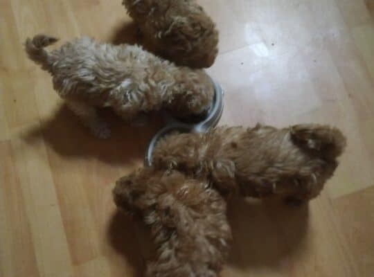 Toy – Miniature Poodles