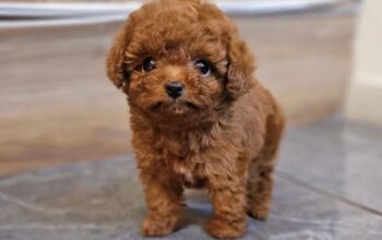 Prekrasna pudlica u šalici čaja dostupna.