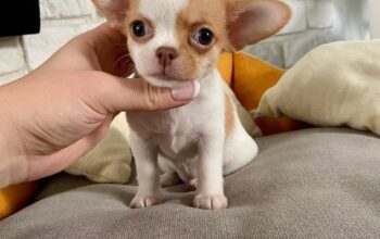 Zapanjujuća čivava u šalici za čaj.